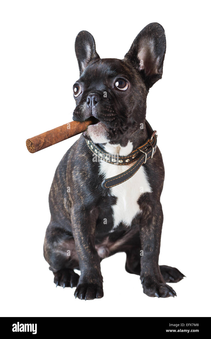 dog french bulldog sitting with a cigar on a white background Stock Photo
