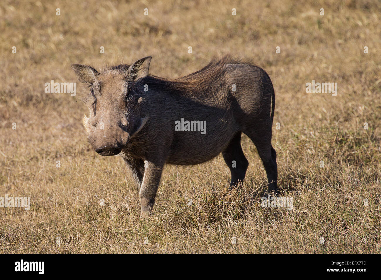 Young warthog hi-res stock photography and images - Alamy