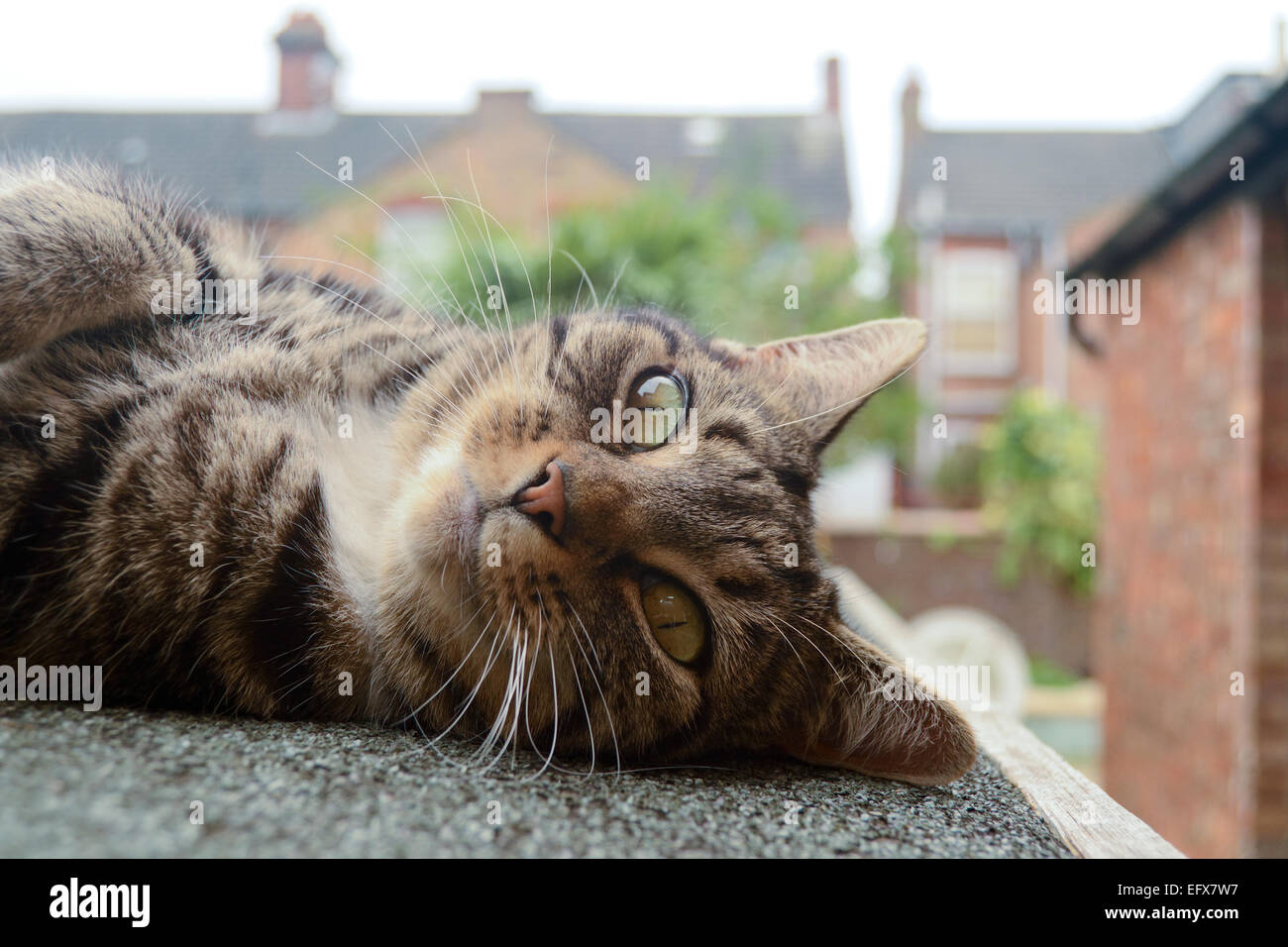 Tabby cat laying upside down on sloping shed roof Stock Photo Alamy