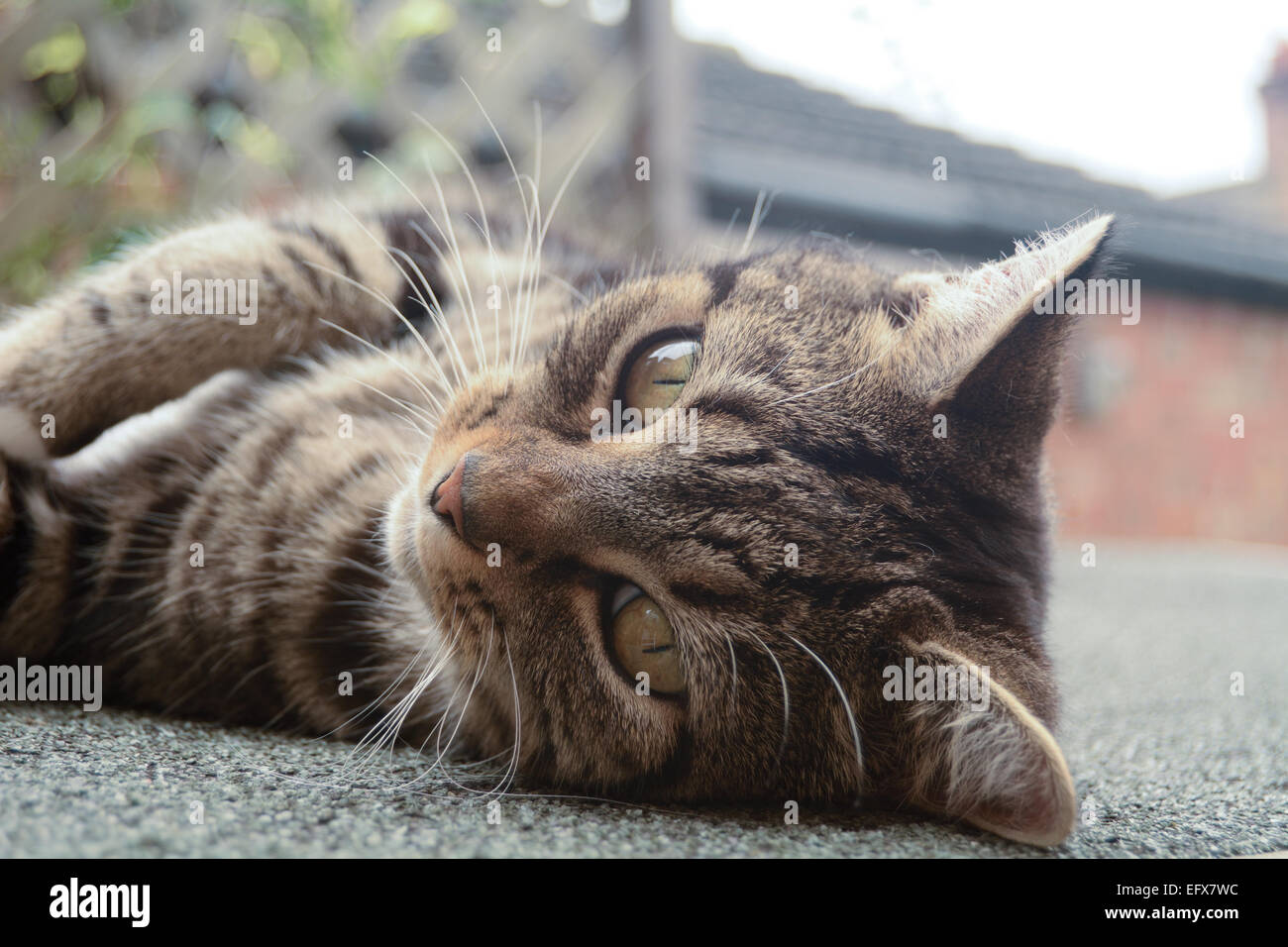 Tabby cat laying upside down on sloping shed roof Stock Photo Alamy