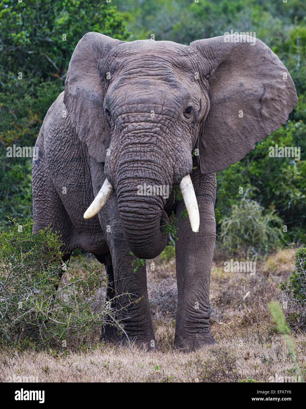Largest African Elephant Hi res Stock Photography And Images Alamy largest-african-elephant-hi-res-stock-photography-and-images-alamy
