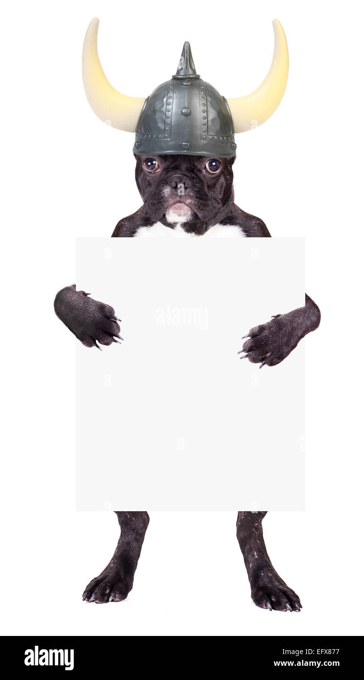 French bulldog puppy in a viking helmet with a blank in the legs Stock Photo