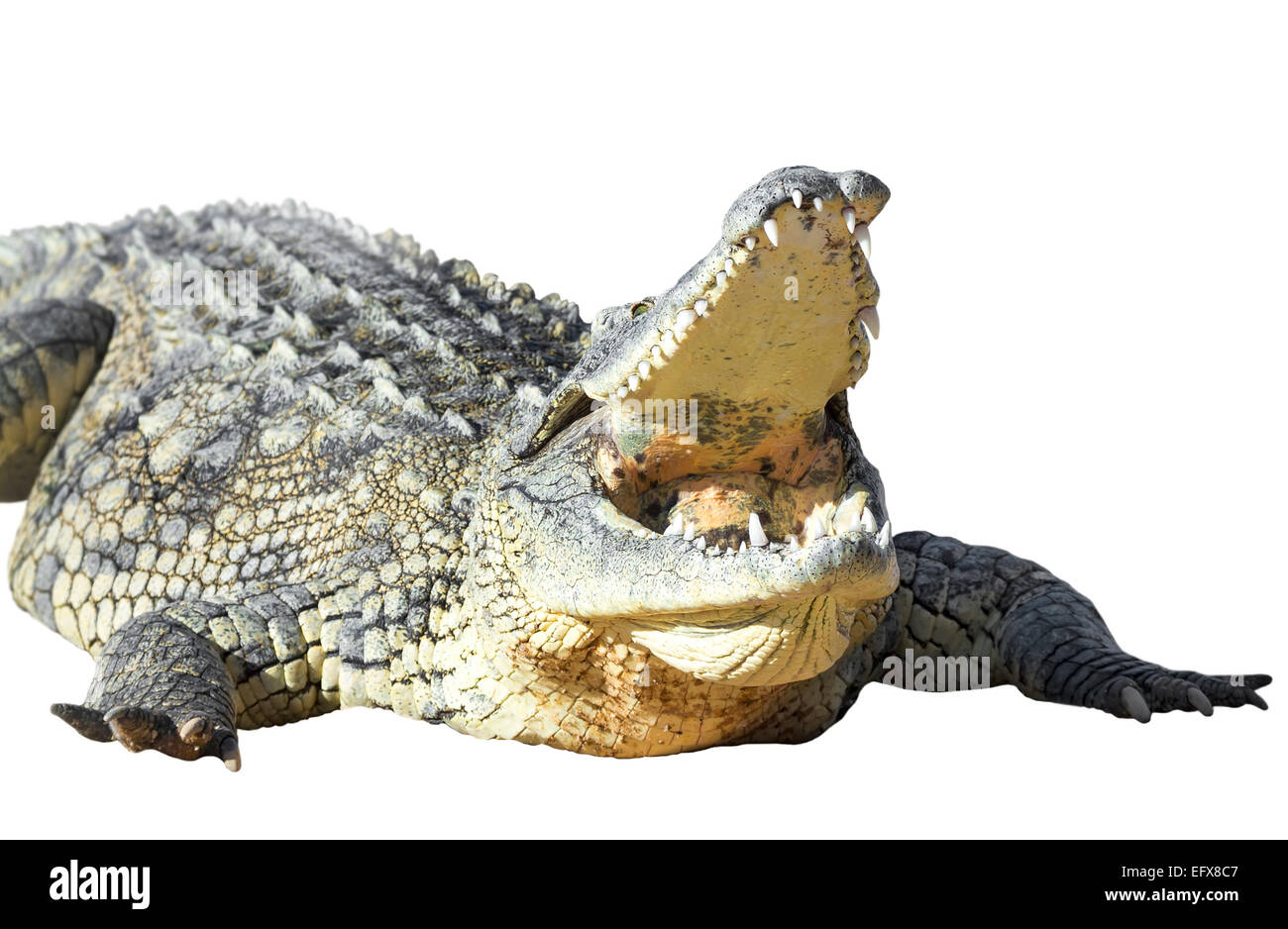 American crocodile on an isolated white background Stock Photo - Alamy, image size:1300x938