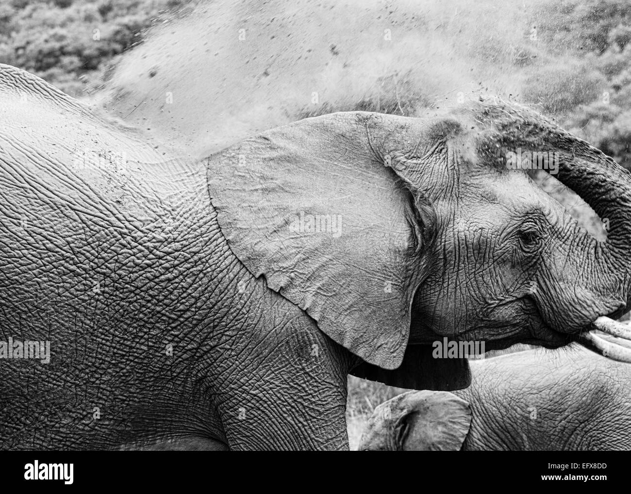 Elephant Dust Bath Stock Photo