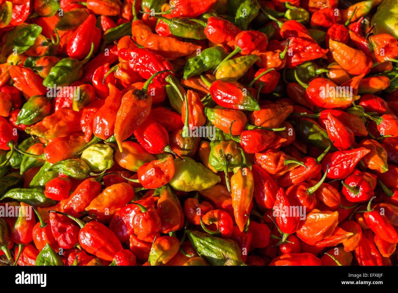 very spicy an red Naga Chillies from a market Nagaland northeast india seven sisters Stock Photo - Alamy