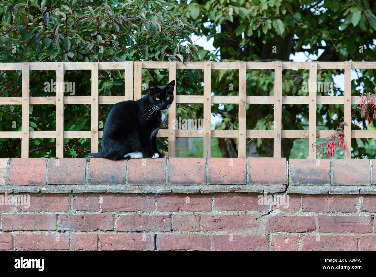 Black and white cat sitting oh high brick wall Stock Photo - Alamy