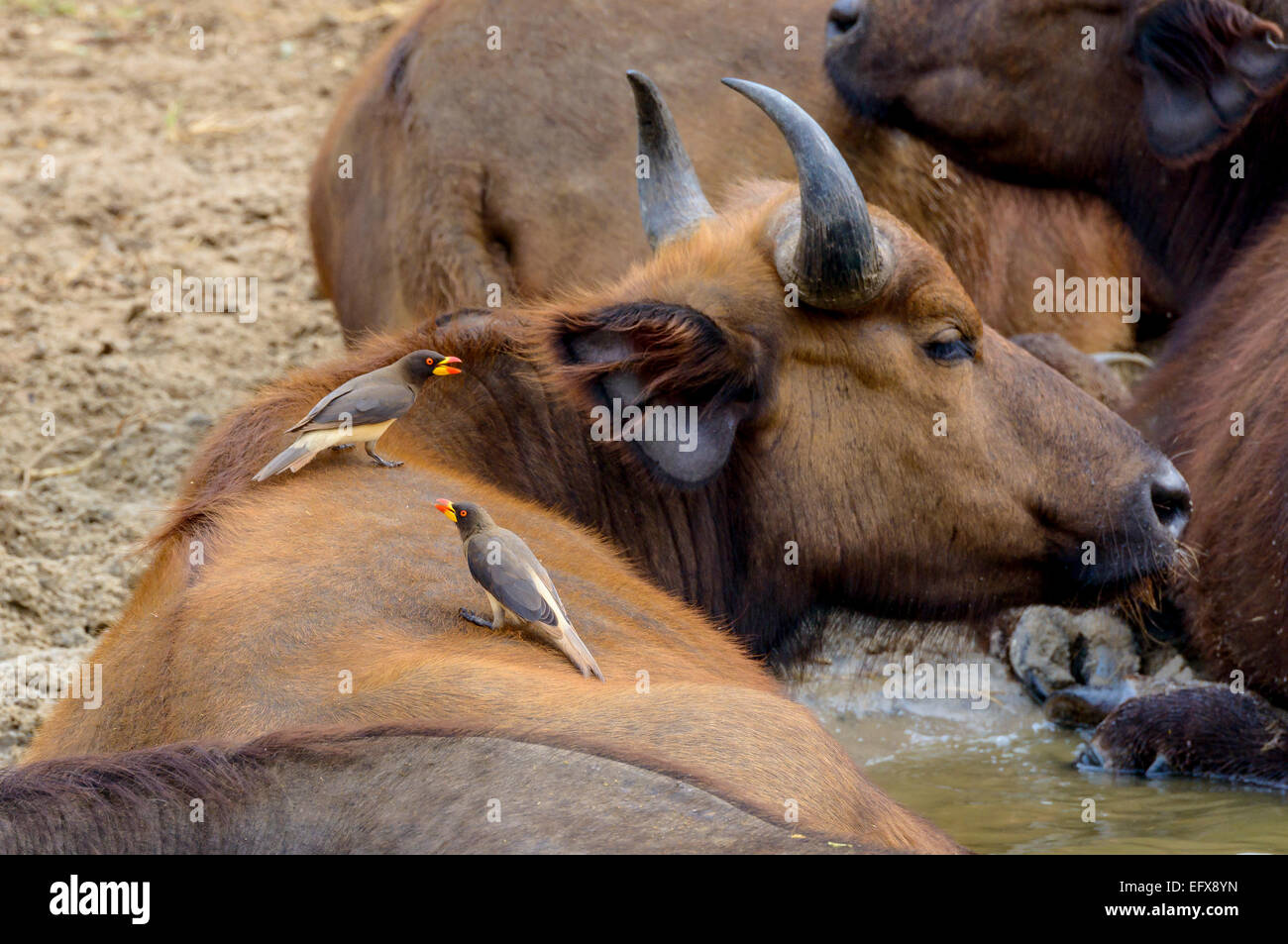 Two yellow-billed oxpeckers (Buphagus africanus) on the back of an African (Cape) a buffalo (Syncerus caffer) Lake Edward Uganda Stock Photo