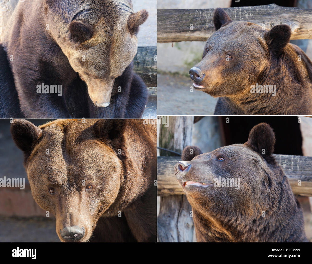 set of images of the brown bear portrait in nature Stock Photo - Alamy