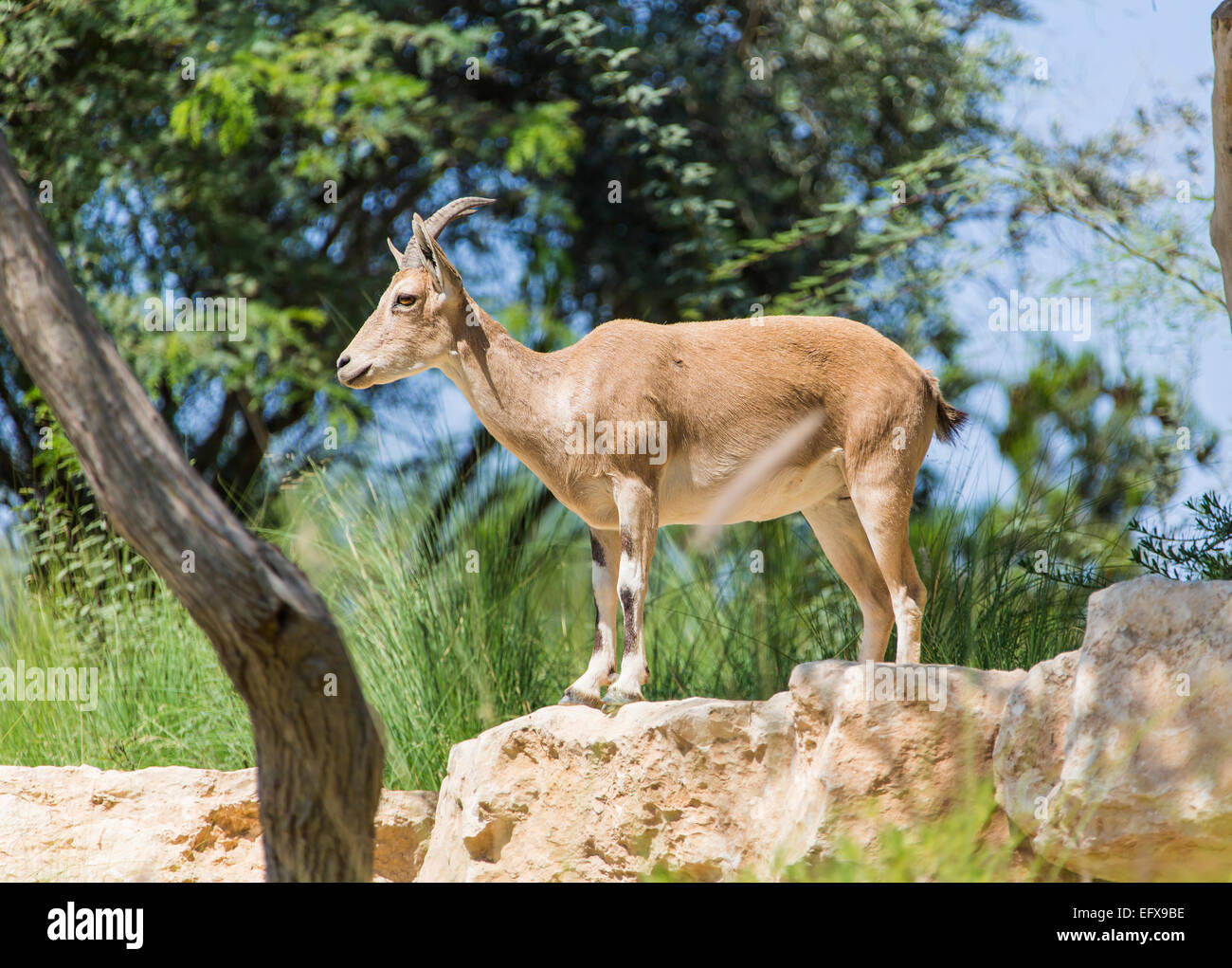 wild mountain goat standing on a rock under a tree Stock Photo