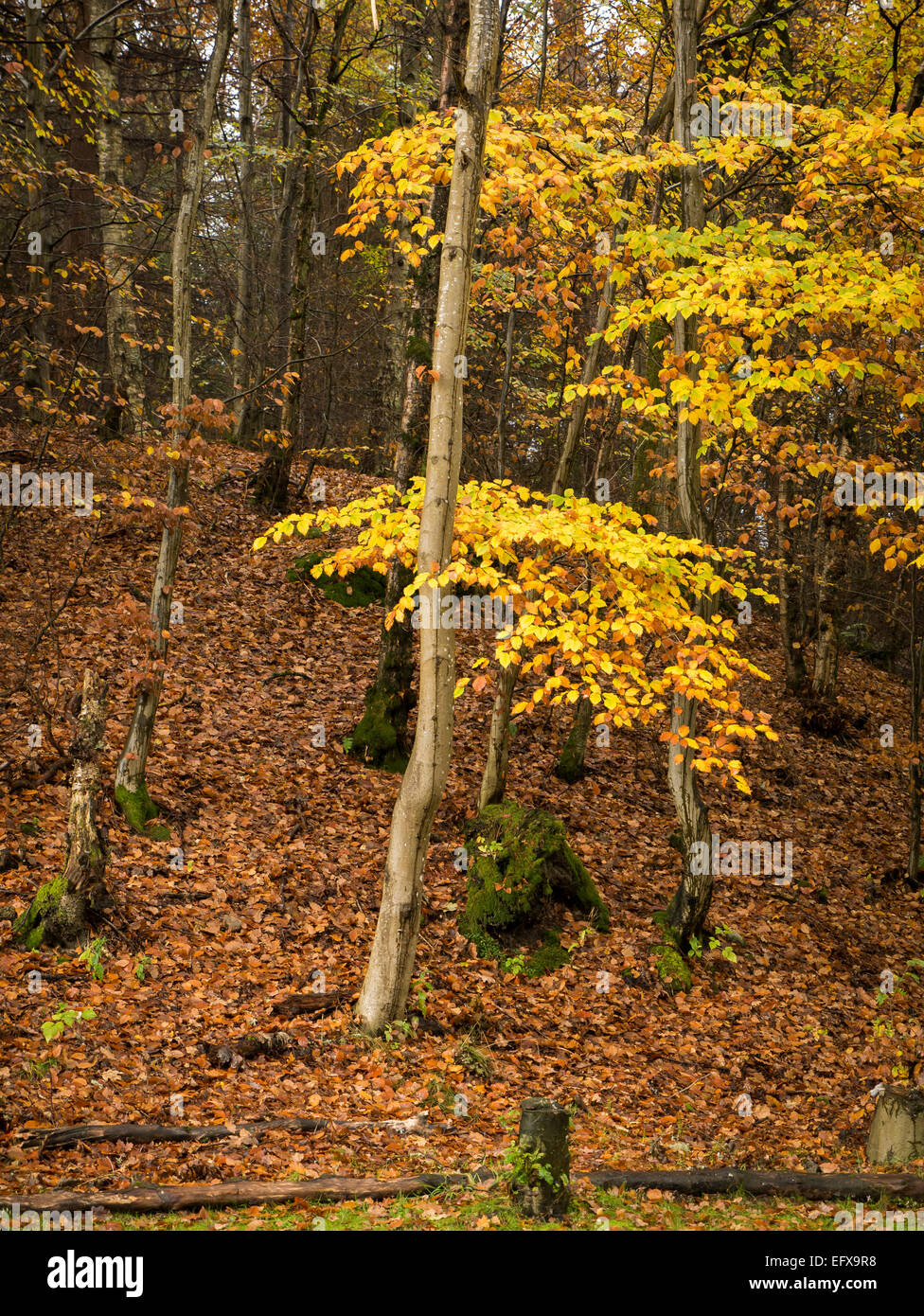 Beech Woodland near Pitlochry, Scotland Stock Photo Alamy