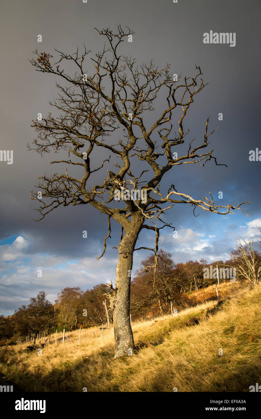 Dying Oak Tree near Loch Brora, Highlands, Scotland Stock Photo Alamy