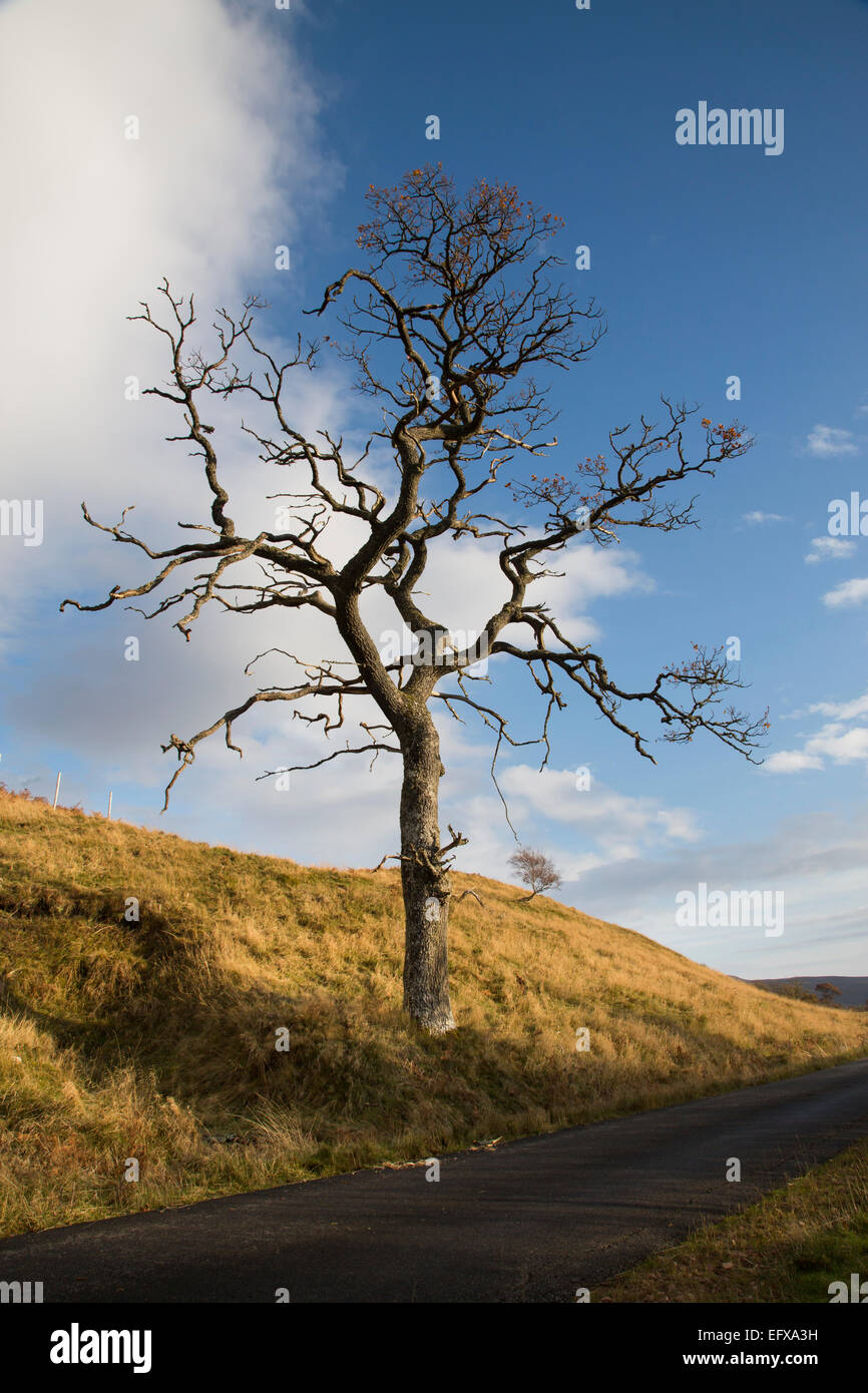 Dying Oak Tree alongside the Road near Loch Brora, Highlands, Scotland
