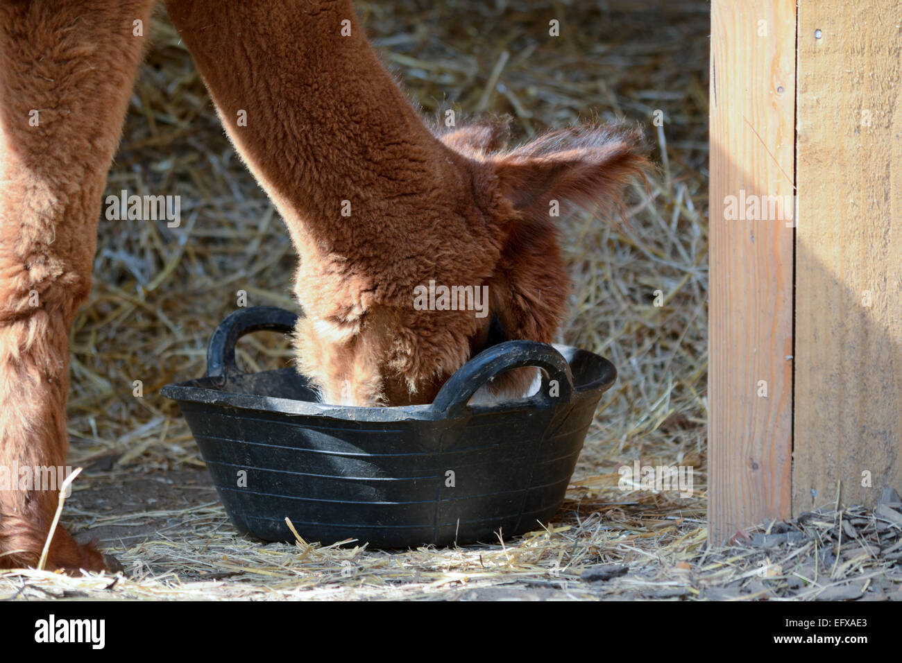 Alpaca eating leaves from bowl in enclosure Stock Photo Alamy
