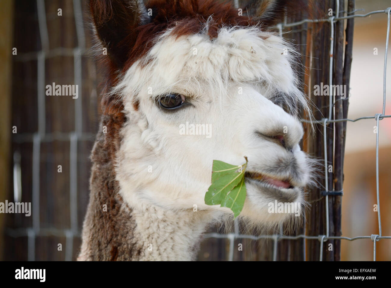 Alpaca chewing and eating leaves Stock Photo Alamy