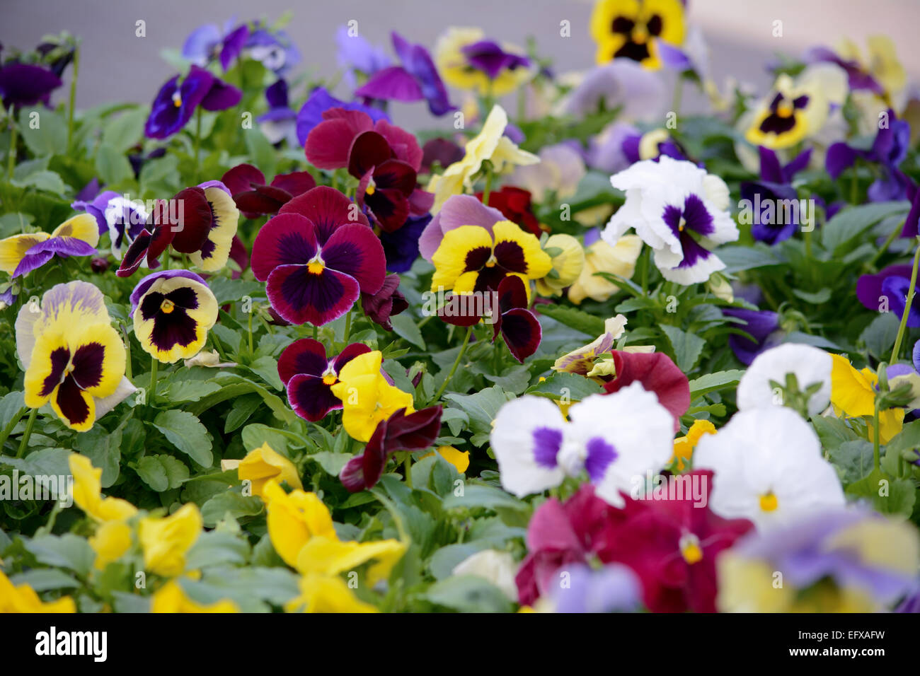 Pansy flowers growing at garden centre - Viola tricolor Stock Photo