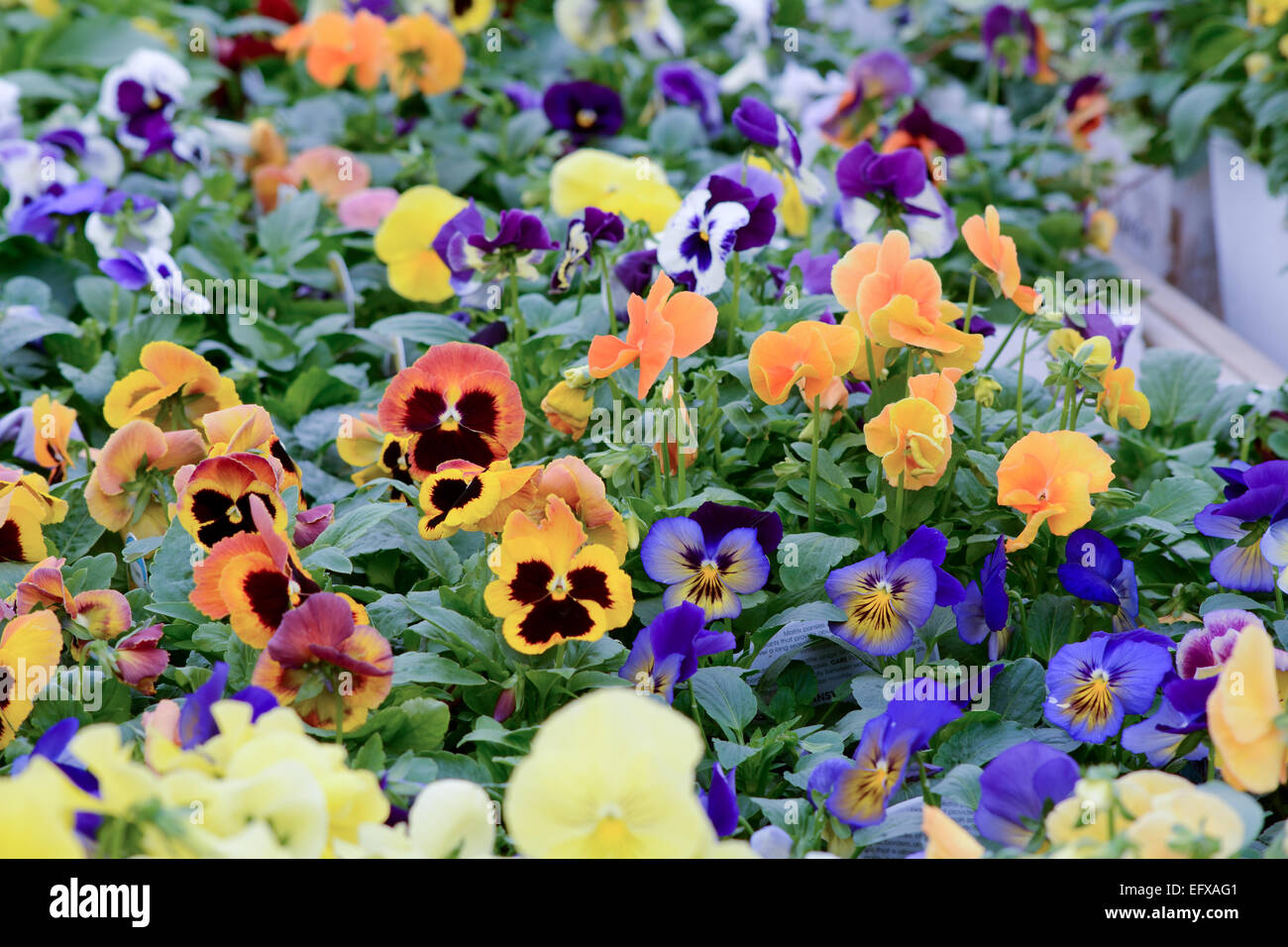 Pansy flowers growing at garden centre - Viola tricolor Stock Photo