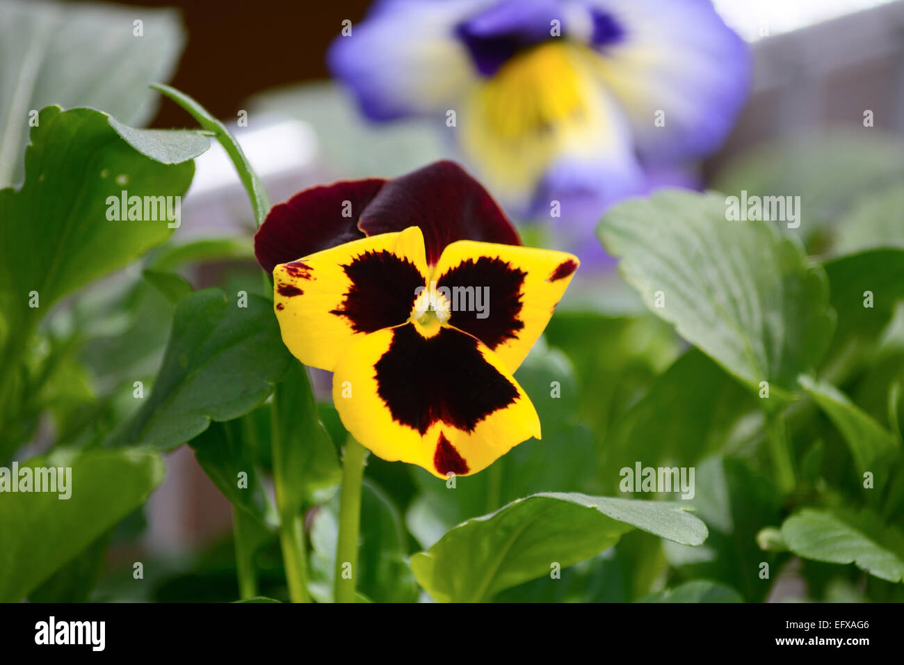 Pansy flower - Viola tricolor Stock Photo