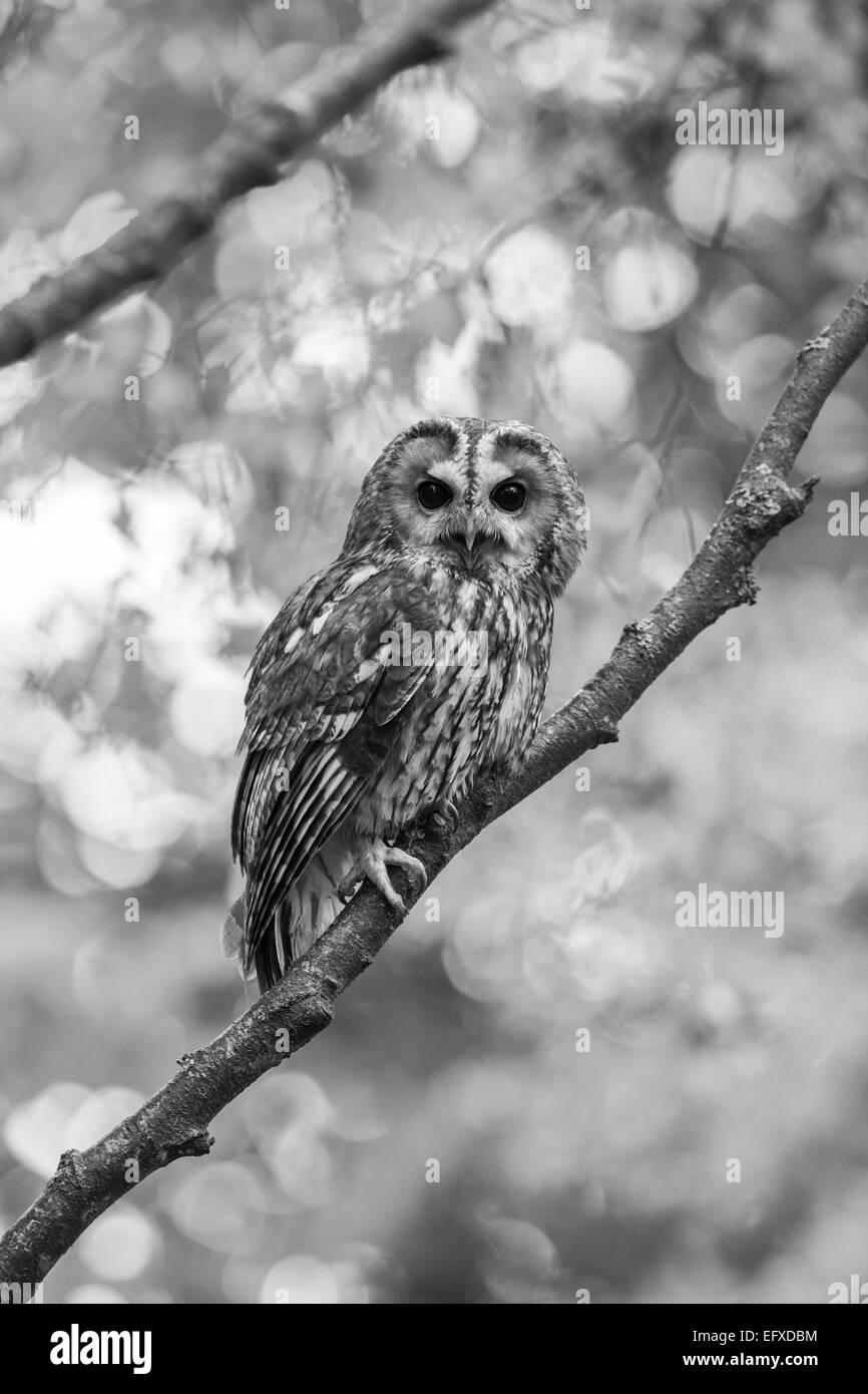 Tawny owl Strix aluco (captive), adult male, perched in woodland tree canopy, Hawk Conservancy Trust, Hampshire, UK in April. Stock Photo