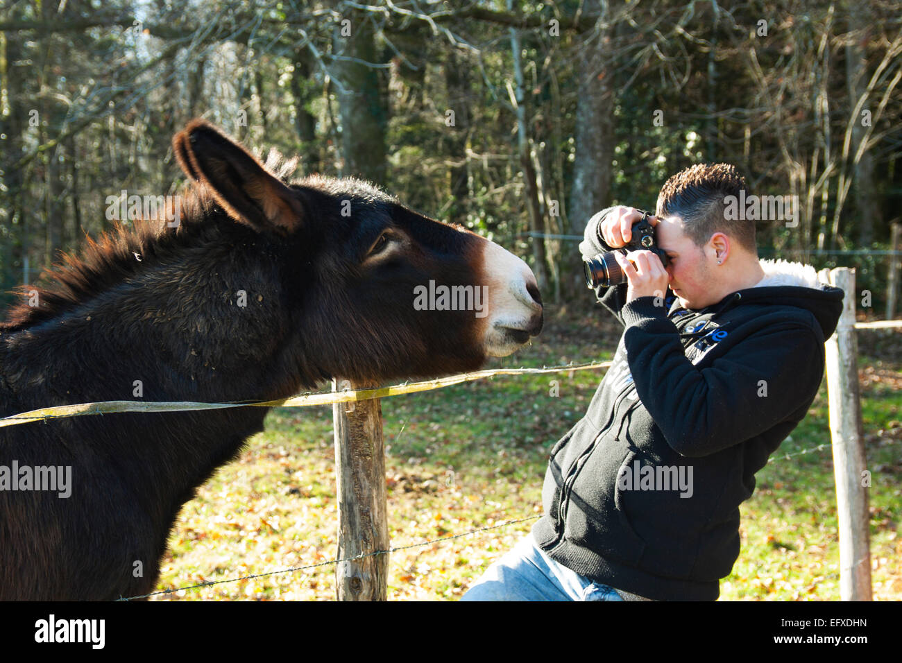 Boy takes a picture of a donkey in the field Stock Photo