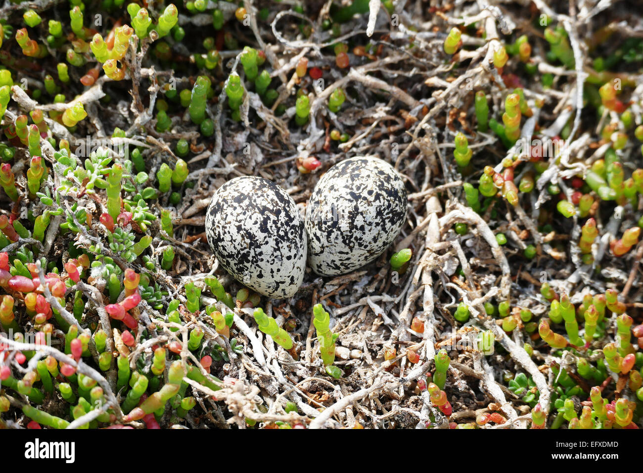 Bird eggs in the field Stock Photo