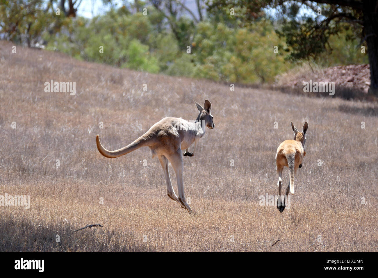 Kangaroo jumping hires stock photography and images Alamy