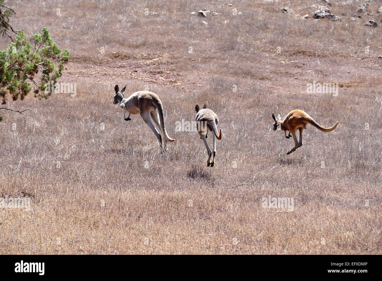 Kangaroos on the run Stock Photo