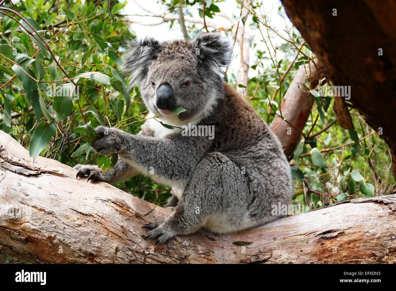 Koala eating Eucaliptis leaves Stock Photo