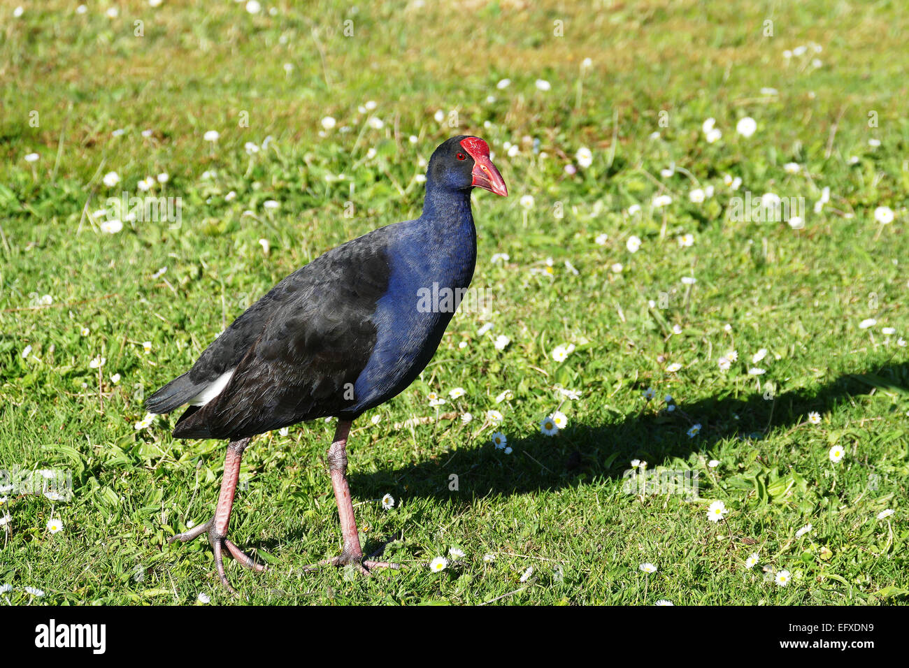 Pukeko Stock Photo