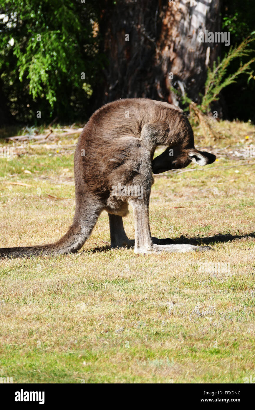 Kangaroo scratching crotch Stock Photo