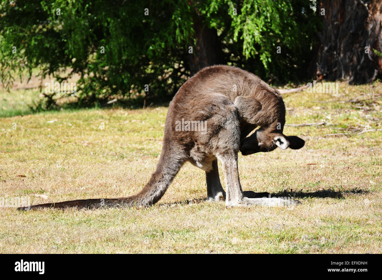 Kangaroo scratching balls Stock Photo Alamy