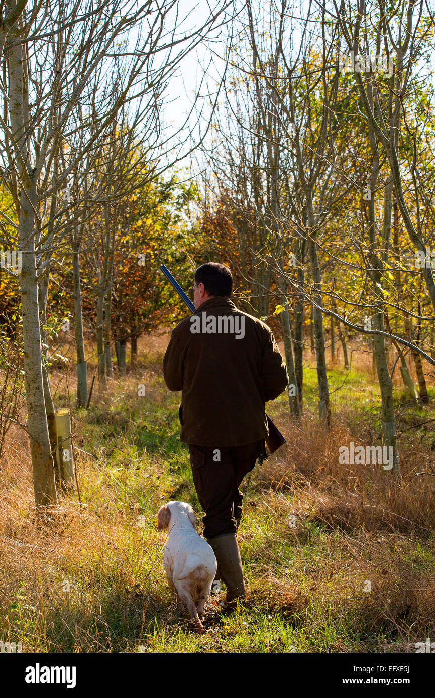 Man with shotgun out game shooting in woodland with clumber spaniel gun dog, Oxfordshire, England Stock Photo