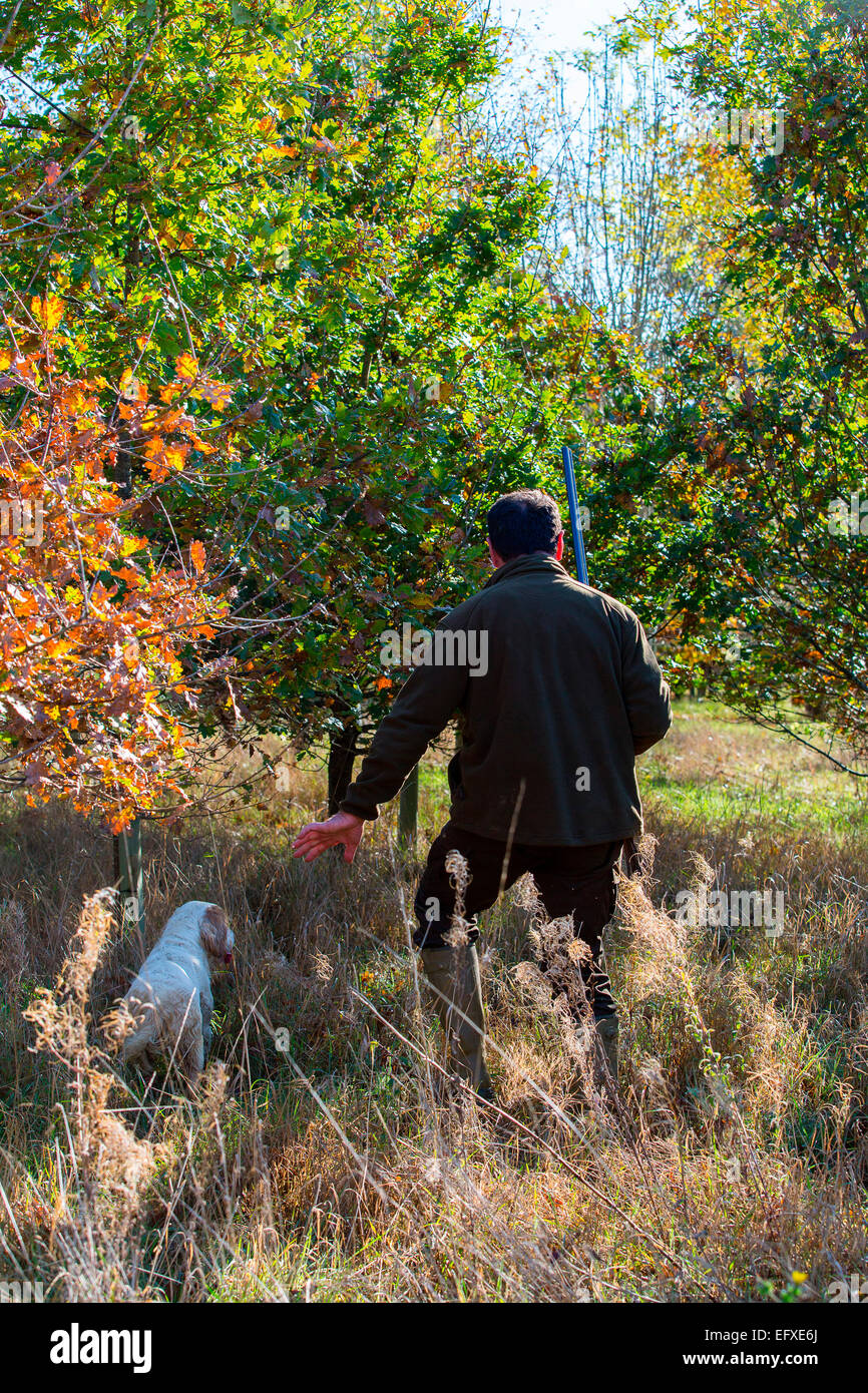 Man with shotgun out game shooting in woodland signalling to clumber spaniel gun dog, Oxfordshire, England Stock Photo