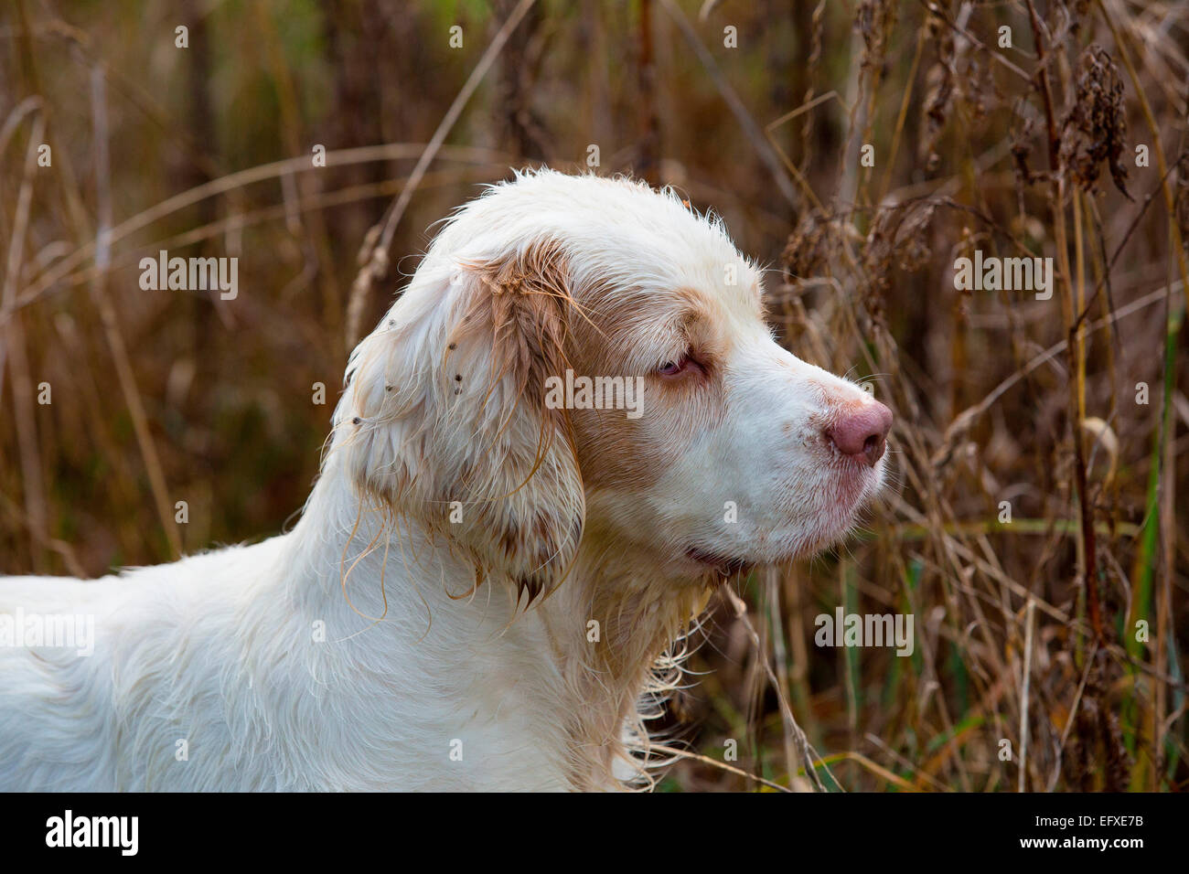 Portrait of clumber spaniel gun dog in marshland, Oxfordshire, England Stock Photo