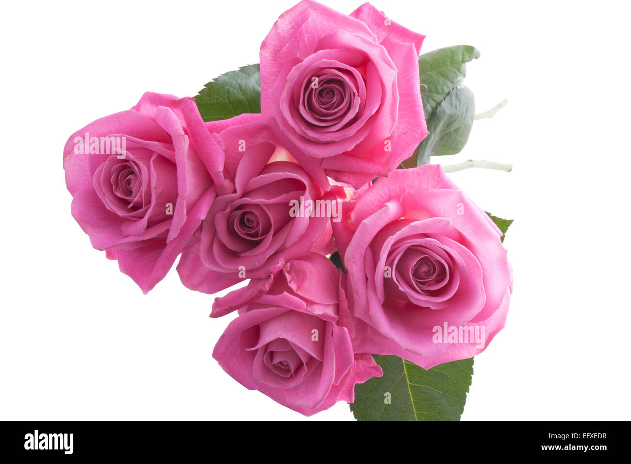 Bouquet pink roses isolated on a white background Stock Photo - Alamy