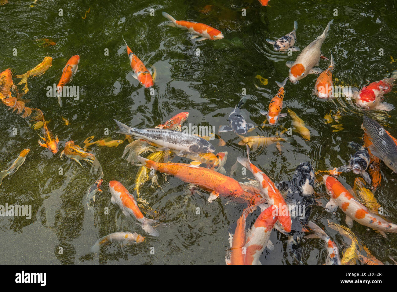 Singapore, Gardens by the Bay, pool of Butterfly Koi fish Stock Photo