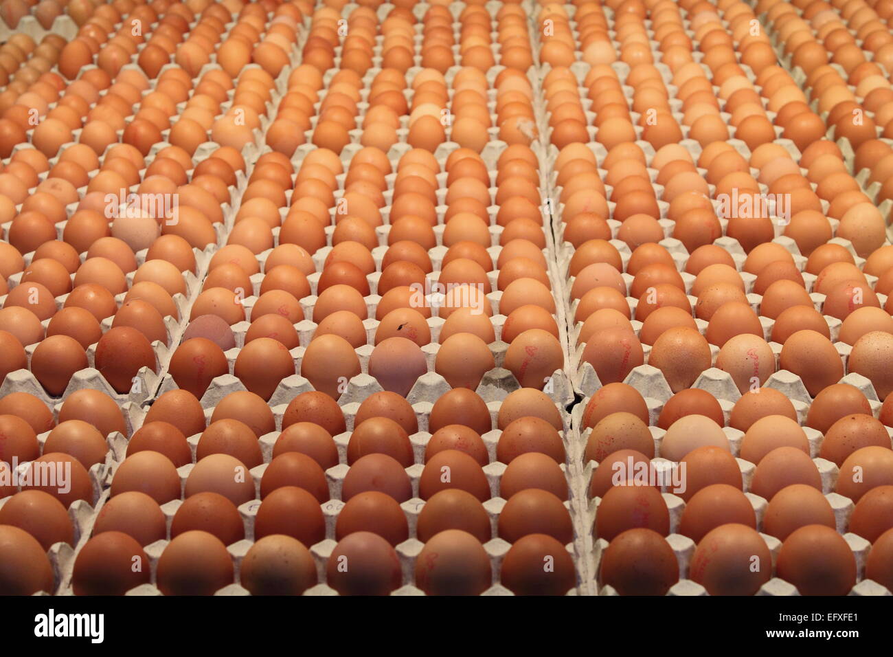 Many brown eggs in carton tray Stock Photo
