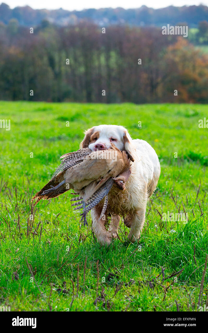 Clumber spaniel gun dog retrieving pheasant from game shooting in Oxfordshire, England Stock Photo