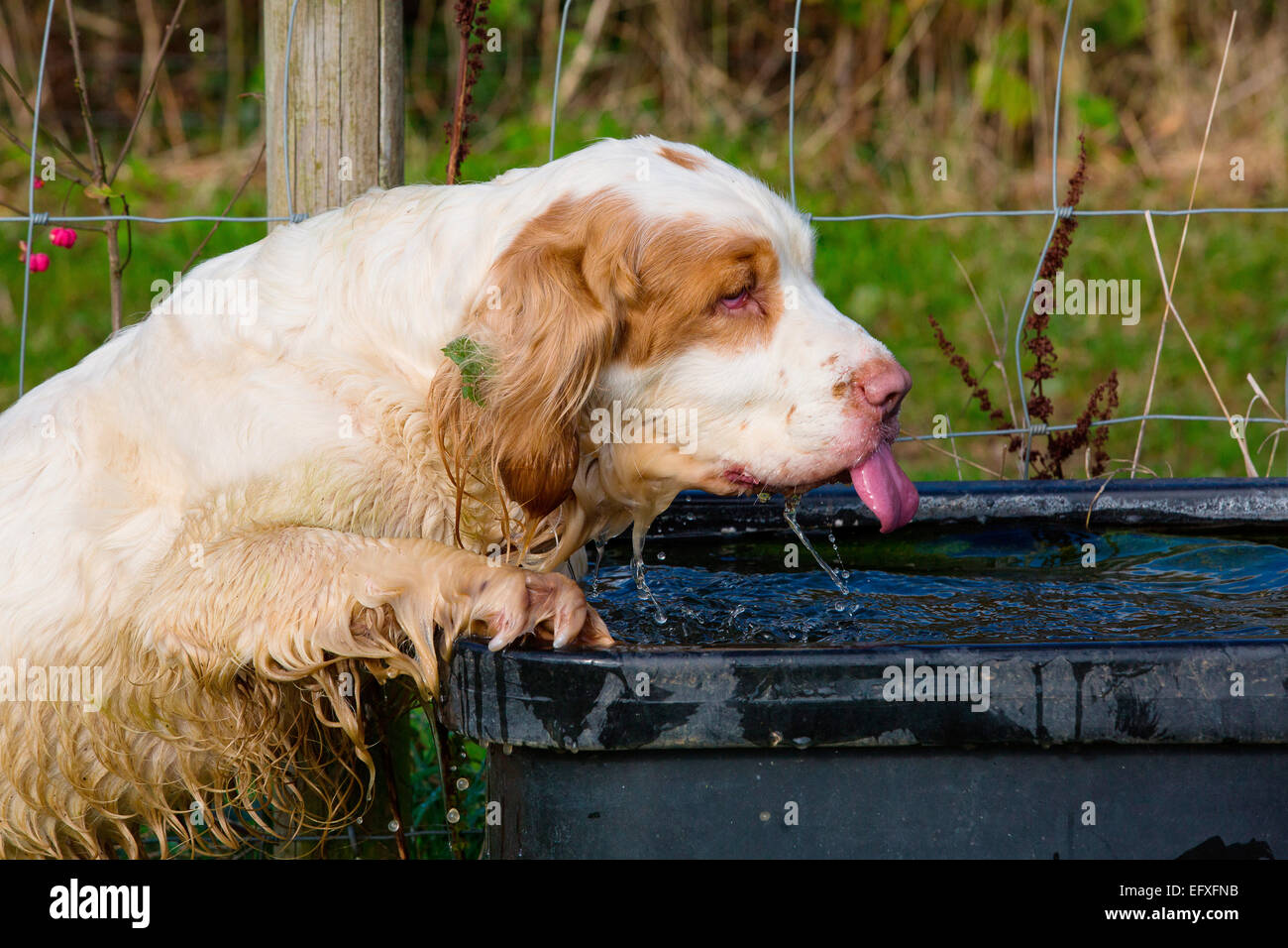 Clumber spaniel puppy on hind legs drinking from water trough Stock Photo