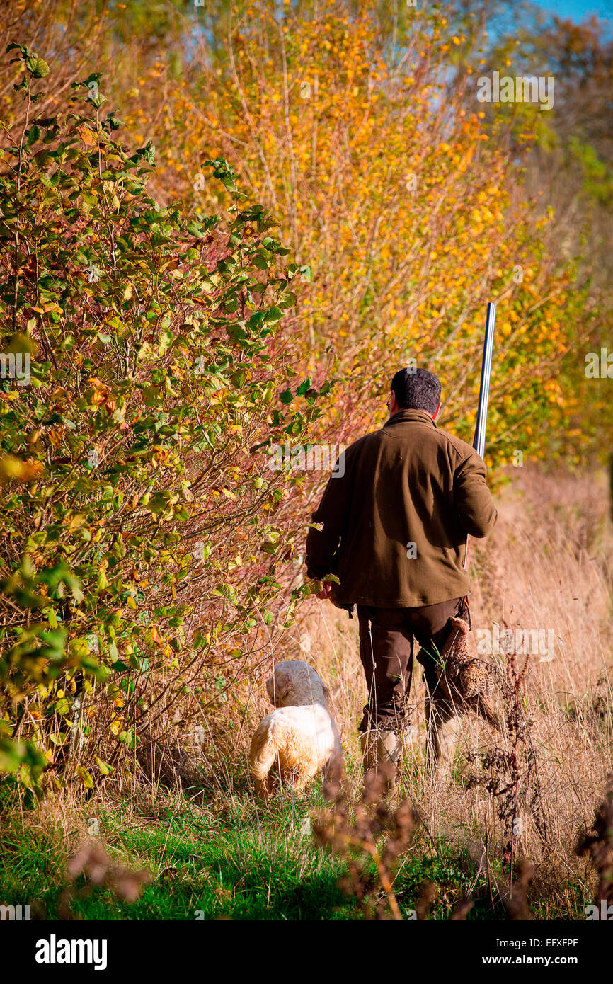 Man with shotgun out game shooting in woodland with clumber spaniel gun dog, Oxfordshire, England Stock Photo