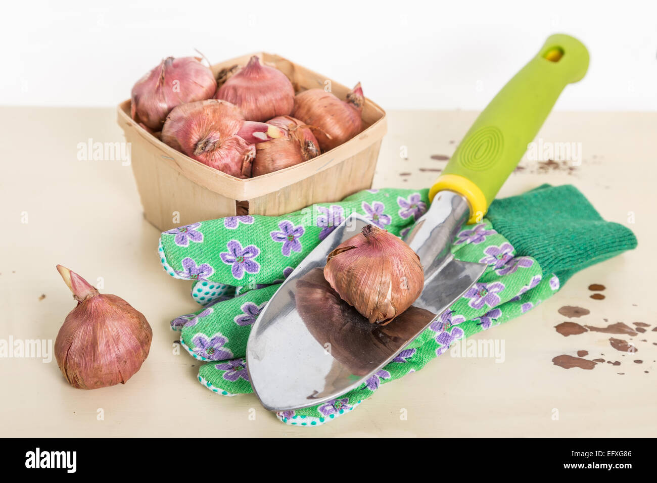 Plant Gladioli Stock Photos & Plant Gladioli Stock Images - Alamy
