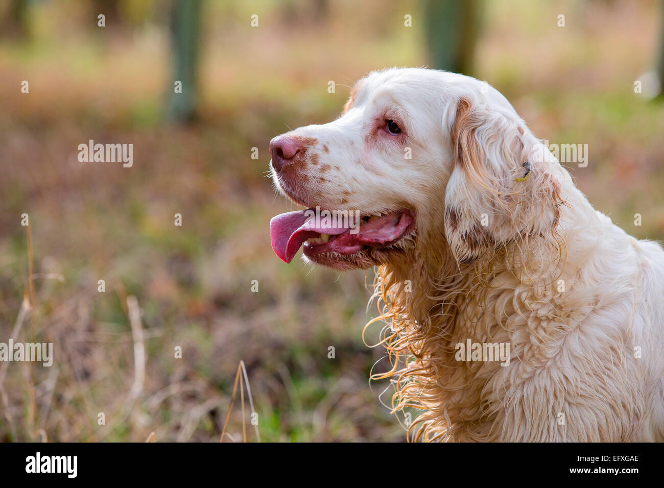 Head and shoulder portrait of clumber spaniel with tongue out Stock Photo
