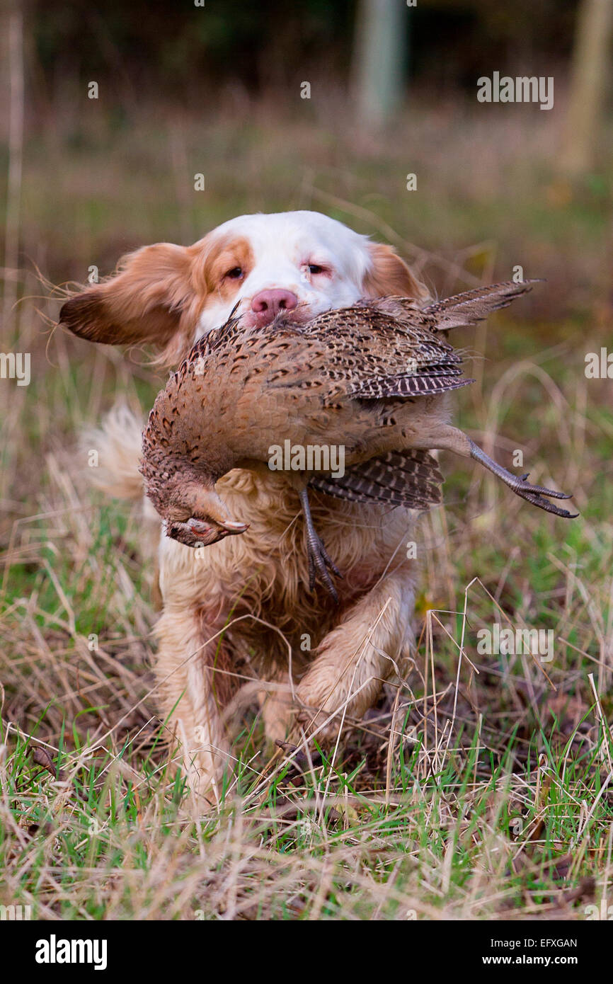 Clumber spaniel gun dog retrieving pheasant from game shooting in woodland, Oxfordshire, England Stock Photo