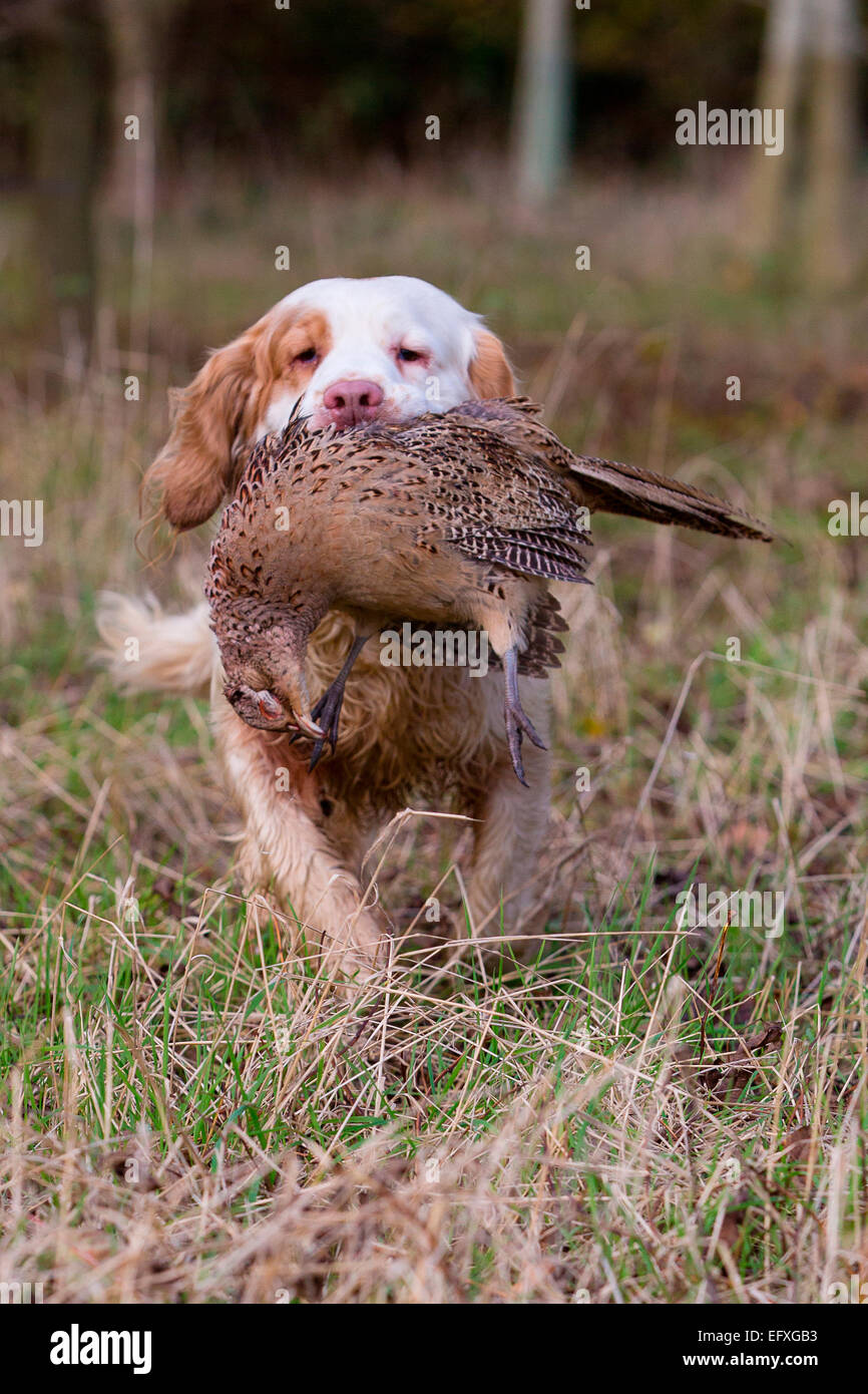 Clumber spaniel gun dog retrieving pheasant from game shooting in woodland, Oxfordshire, England