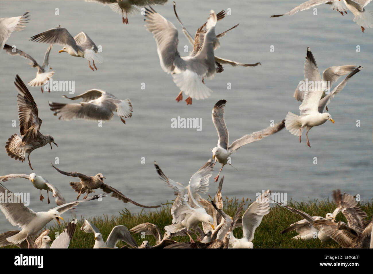 Feeding flock of seagulls Stock Photo