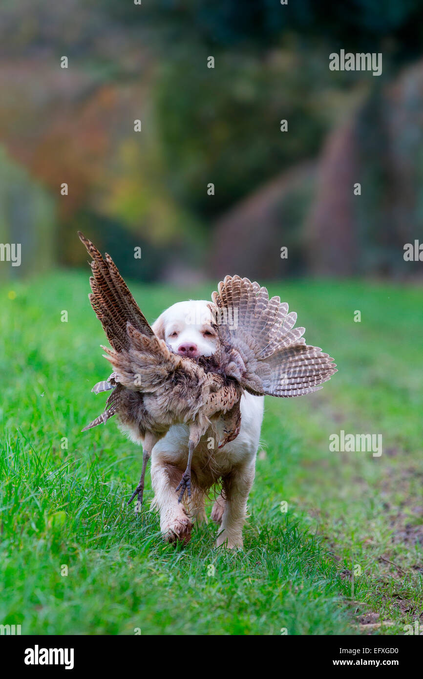 Clumber spaniel gun dog retrieving pheasant from game shooting in Oxfordshire, England Stock Photo