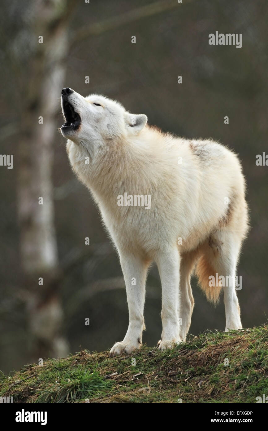 Baby Arctic Wolf Howling