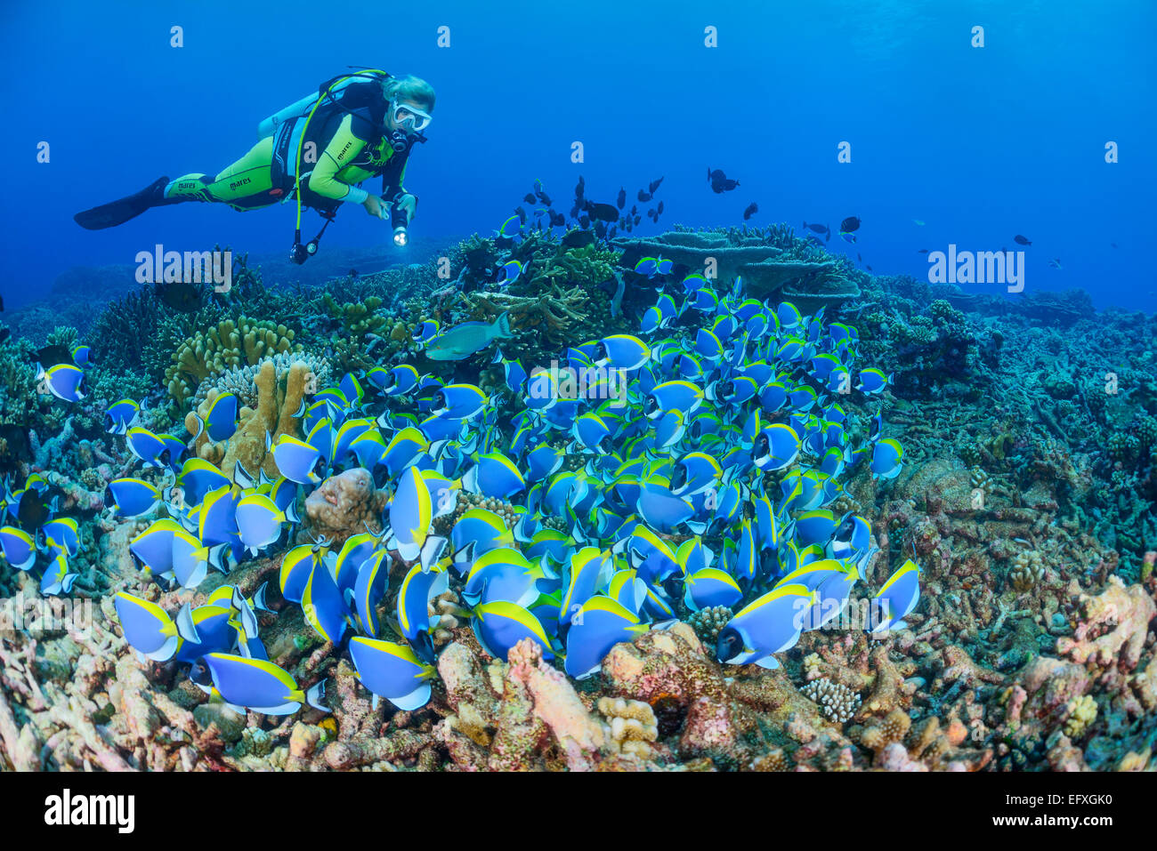 Acanthurus leucosternon, powderblue surgeonfish, Maradhoo, Addu Atoll, Maldives, Indian Ocean Stock Photo