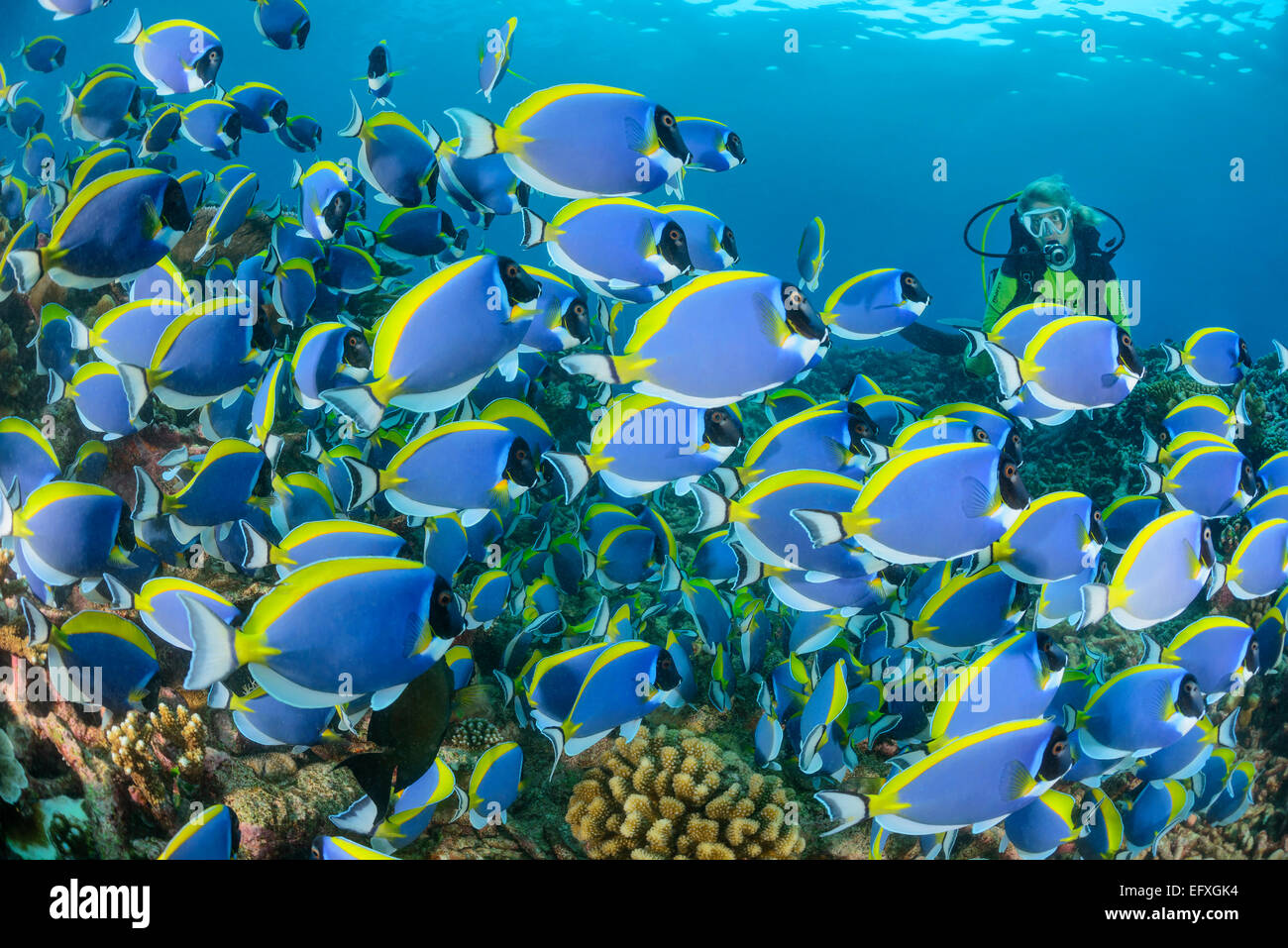 Acanthurus leucosternon, powderblue surgeonfish, Maradhoo, Addu Atoll, Maldives, Indian Ocean Stock Photo