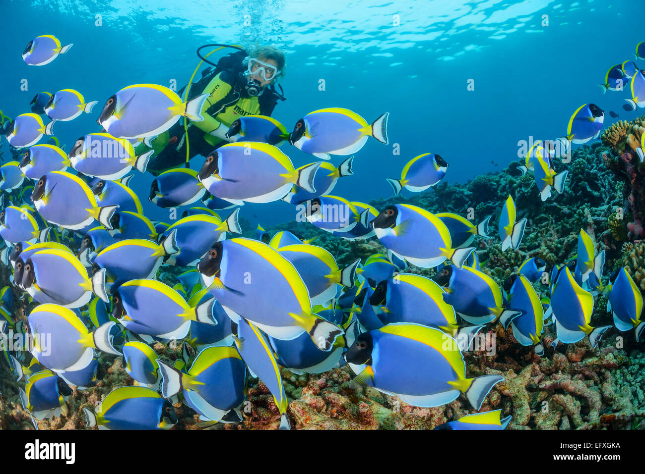 Acanthurus leucosternon, powderblue surgeonfish, Maradhoo, Addu Atoll, Maldives, Indian Ocean Stock Photo