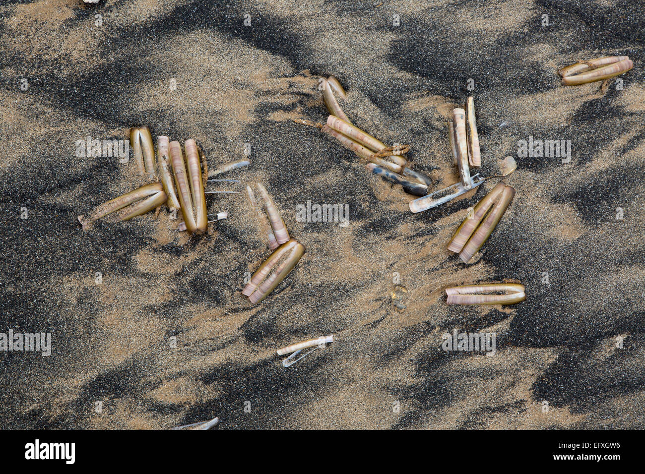 Razor Shells Enis siliqua & sand patterns Stock Photo